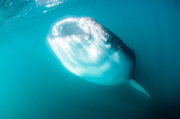 Fototapeta premium Whale Shark (rhincodon typus), the biggest fish in the ocean, a huge gentle plankton filterer giant, swimming near the surface. La Paz Baja California sur, Mexico.