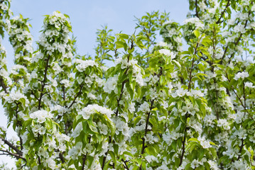 Obraz na płótnie Canvas Blooming Apple tree in spring. Beautiful white flowers