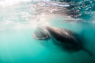Naklejka premium Whale Shark (rhincodon typus), the biggest fish in the ocean, a huge gentle plankton filterer giant, swimming near the surface. La Paz Baja California sur, Mexico.