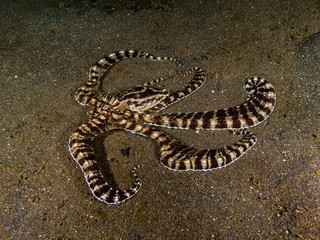 Mimic Octopus