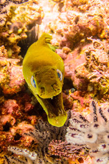 Fototapeta premium Panamic Green Moray Eel (Gymnothorax castaneus), mouth wide open resting in reefs of the Sea of Cortez, Pacific ocean. Cabo Pulmo, Baja California Sur, Mexico. Cousteau named it The world's aquarium.