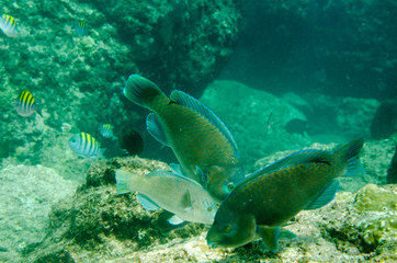 Naklejka na ściany i meble (Scarus compressus), Azure parrotfish, feeding in a shipwreck . reefs of the Sea of Cortez, Pacific ocean. Cabo Pulmo, Baja California Sur, Mexico. 