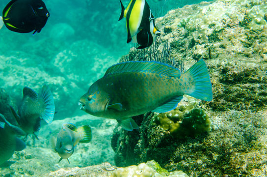 (Scarus compressus), Azure parrotfish, feeding in a shipwreck . reefs of the Sea of Cortez, Pacific ocean. Cabo Pulmo, Baja California Sur, Mexico. 