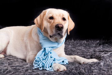 Dog breed lLbrador Retriever dressed in blue scarf lying on a shaggy rug on a black background