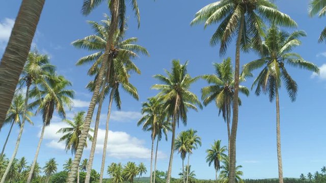 Aerial tall coconut tree canopies sway in the gentle tropical summer breeze