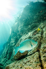 Fototapeta premium (Scarus compressus), Azure parrotfish, feeding in a shipwreck . reefs of the Sea of Cortez, Pacific ocean. Cabo Pulmo, Baja California Sur, Mexico. 