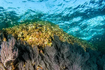 Coral reef scenics of the Sea of Cortez, Baja California Sur, Mexico.  © leonardogonzalez