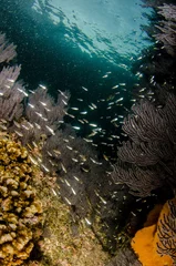 Coral reef scenics of the Sea of Cortez, Baja California Sur, Mexico.  © leonardogonzalez