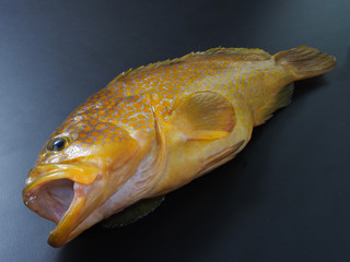魚
