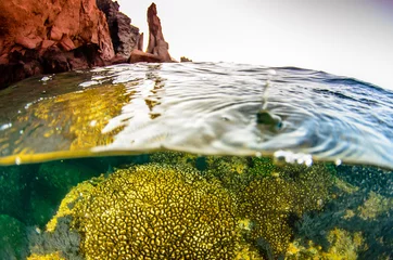 Coral reef scenics of the Sea of Cortez, Baja California Sur, Mexico.  © leonardogonzalez