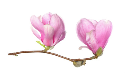 magnolia flower © anphotos99