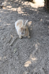 大久野島のうさぎ