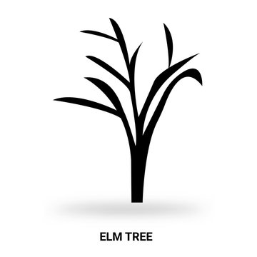 elm tree silhouette isolated on white background