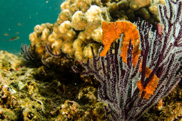 Fototapeta premium Pacific Sea Horse in the reefs of the sea of cortez in Baja California Sur, the aquarium of the world
