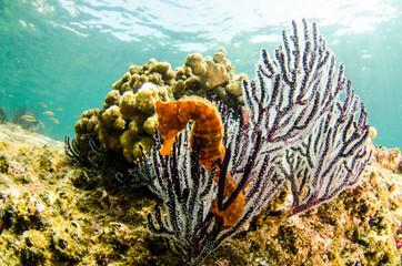 Fototapeta premium Pacific Sea Horse in the reefs of the sea of cortez in Baja California Sur, the aquarium of the world