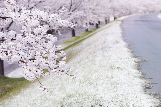 桜と雪