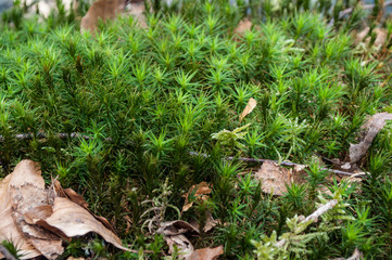 Closeup of moss in the forest