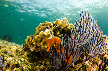 Fototapeta premium Pacific Sea Horse in the reefs of the sea of cortez in Baja California Sur, Mexico.