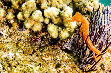 Pacific Sea Horse in the reefs of the sea of cortez in Baja California Sur, Mexico.