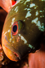 Fototapeta premium Reef fishes from the sea of cortez, mexico