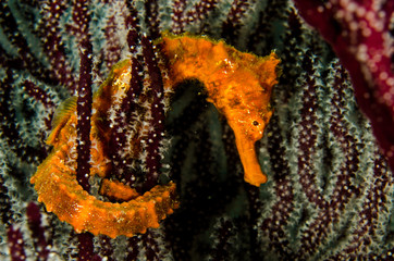 Fototapeta premium Pacific Sea Horse in the reefs of the sea of cortez in Baja California Sur, Mexico.