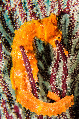 Fototapeta premium Pacific Sea Horse in the reefs of the sea of cortez in Baja California Sur, Mexico.