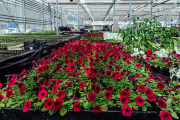 Fototapeta na wymiar Flowering red petunias grown in modern greenhouse 