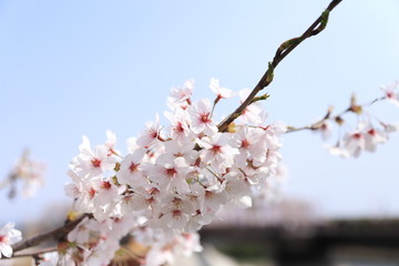 桜