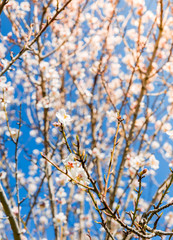 The cherry blossom in spring