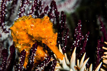 Fototapeta premium Pacific Sea Horse in the reefs of the sea of cortez in Baja California Sur, Mexico.