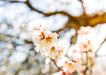 The cherry blossom in spring