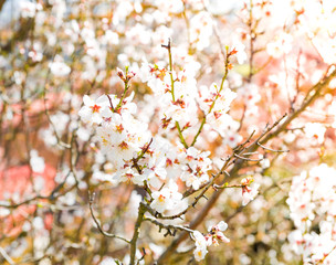 The cherry blossom in spring