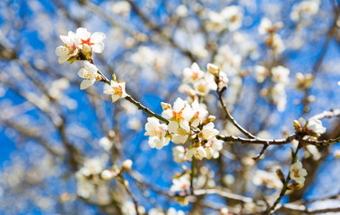 The cherry blossom in spring