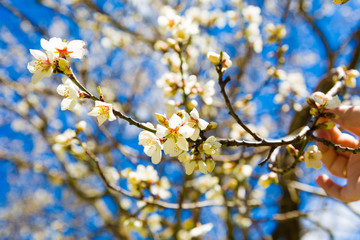 The cherry blossom in spring