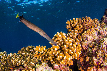Fototapeta premium Reef trumpetfish. reefs of the Sea of Cortez, Pacific ocean. Cabo Pulmo, Baja California Sur, Mexico. 