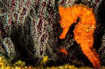 Fototapeta premium Pacific Sea Horse in the reefs of the sea of cortez in Baja California Sur, Mexico.