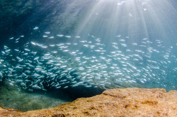 Fototapeta premium Sardine bait ball off the mexican coast.