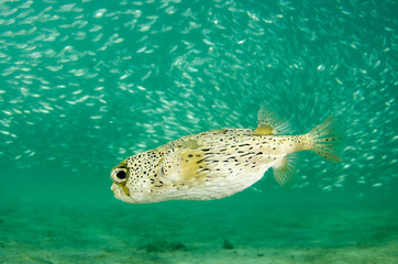 Fototapeta premium Reef fishes from the sea of cortez, mexico