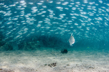 Fototapeta premium Sardine bait ball off the mexican coast.