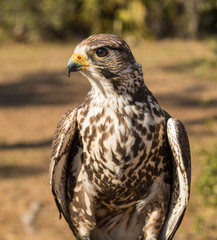 red shoulder hawk poses for a side profile portrait at sunset