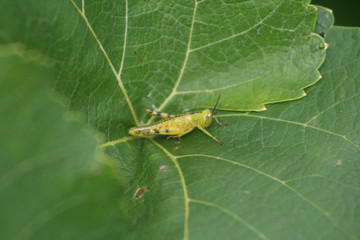 on leaf
