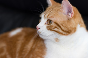 凛々しい茶白ネコ