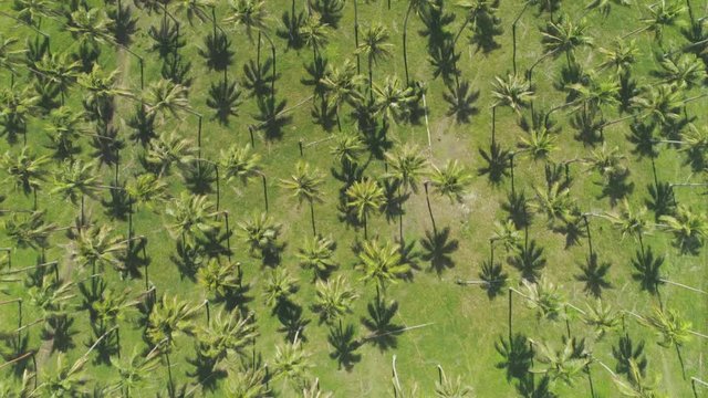 AERIAL, TOP DOWN: Flying above countless green palm tree canopies scattered across sunny tropical island. Breathtaking number of palms are planted in a cool pattern on palm oil plantation in Vanuatu.