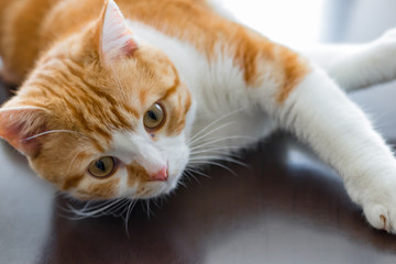 こたつテーブルの上でマッタリする茶白ネコ