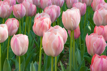 色とりどりのチューリップ　横浜公園