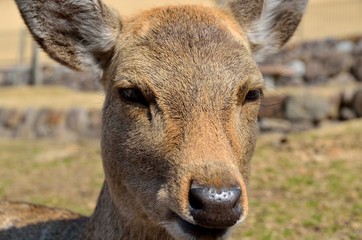 奈良公園の鹿