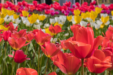 色とりどりのチューリップ　国際展示場