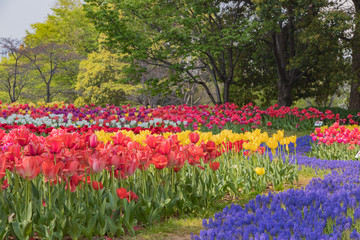 色とりどりのチューリップ