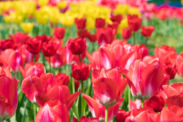色とりどりのチューリップ