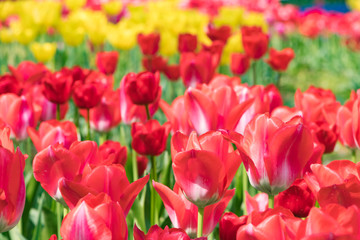 色とりどりのチューリップ